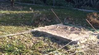Trampa para pajaros automatica