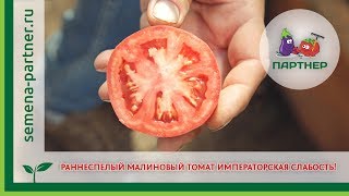 Раннеспелый малиновый томат ИМПЕРАТОРСКАЯ СЛАБОСТЬ!