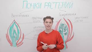 Почки растений: вегетативная и генеративная