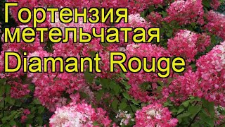 Гортензия метельчатая Diamant Rouge. Краткий обзор, описание характеристик, где купить саженцы