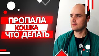 Пропала кошка что делать как искать и найти