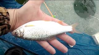Зимняя рыбалка, ловля со льда 25.01.2019г. Цимлянское водохранилище Порт (жирная тарань)