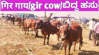 #SHETIGURUJI/चडचण यात्रा/गिर गाय/gir gaay/gir cow/ಬಿದ್ದ ಹಸು.