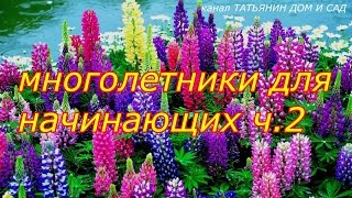 многолетники для начинающих ч.2