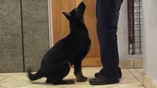 Kraftwerk K9 German Shepherd puppy happy & obedient at four months old!