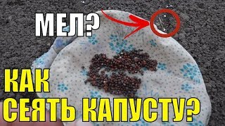 Посадка капусты на рассаду. Как сеять капусту на рассаду?