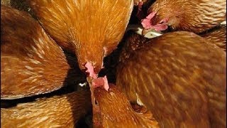 ВАЖНО! Главные  5 причин,  почему КУРЫ НЕСУШКИ не несутся в хозяйстве на своём участке