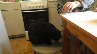 шотландский вислоухий самый умный кот