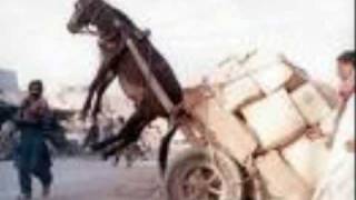 69 boyz- let me ride that donkey lyrics