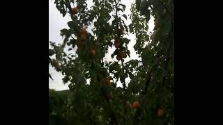 Сорт абрикоса Оболонский,  Особенный Денисюка 15.07.2017г.