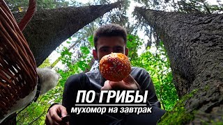По грибы в парк. Мухомор на завтрак. Огорчился горчаком