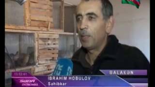 Balaken Katex Bildircin