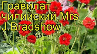 Гравилат чилийский Мисис Дж.Брэдшоу. Краткий обзор, описание geum chiloense Mrs J.Bradshow