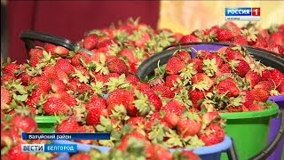 ГТРК Белгород - Фестиваль клубники провели в Валуйском районе