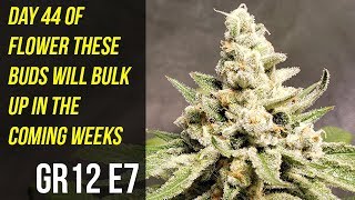 Day 44 of Flower These Buds Will Bulk Up In The Coming Weeks - GR12 E7