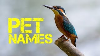 L names for birds male - YouTube