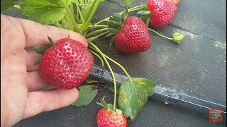 Клубника Альтес!