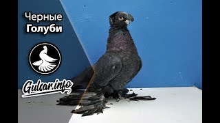 ЧЕРНЫЕ ДВУХЧУБЫЕ ГОЛУБИ / ЖУКИ / Pigeons / Taube / #Gulsarinfo