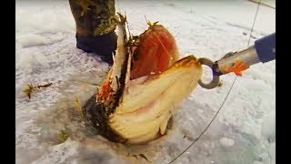 ЩУКА ЕЛЕ ВЛЕЗЛА В ЛУНКУ НА ЗИМНЕЙ РЫБАЛКЕ 2017 2018  ОЧЕНЬ КРУПНАЯ ЩУКА МОНСТР СО ЛЬДА Перволедье
