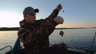 Ловля сома на куриную печень. Отчёт о рыбалке