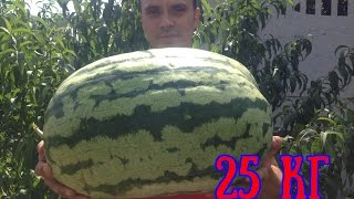 ВЫРАЩИВАНИЕ АРБУЗОВ.ОТ СЕМЕЧКИ ДО ЯГОДЫ В 25 КГ.  КАРОЛИНА КРОСС  - 180