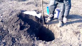 Посадка однолетнего саженца винограда