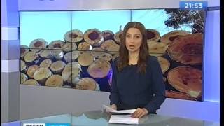 Бригаду нелегальных лесорубов задержали в Куйтунском районе, "Вести-Иркутск"
