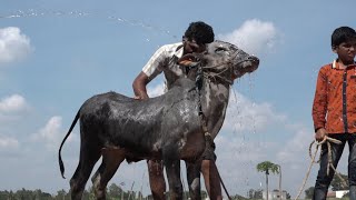 Highly Active Hallikar bull Calf, Perfect calf for Hori habba Jallikattu