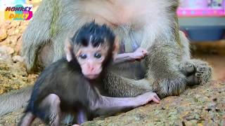 OMG! Dolly warn Daniela baby with milk her | Daniela hug Dolly & milk her | Monkey Daily 3173