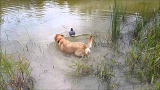 Best way to rig duck decoys - Texas Rigs!