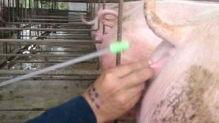 inseminando en huaral( granja de porcinos)