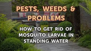 How to Get Rid of Mosquito Larvae in Standing Water