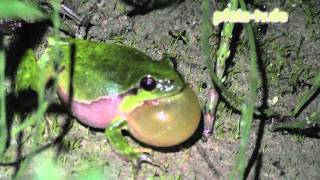 Konzert der Laubfrösche - Lauschen sie dem Klang aus hunderten von Froschkehlen - Naturfilm