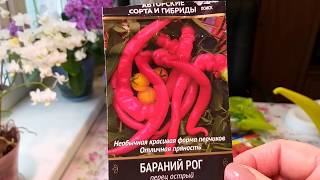 Начинаю посевную в январе-острый перец и томаты для раннего урожая