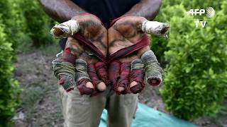 El drama de los migrantes venezolanos que trabajan con narcocultivos en Colombia
