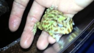 Rana Pacman~(CERATOPHRYS CRANWELLI)~¥¥£££££
