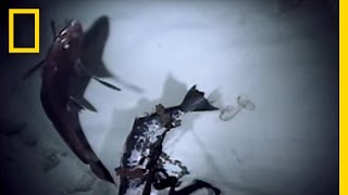 Rarely Seen Sharks | National Geographic
