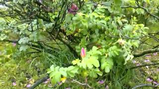 Красивый куст шиповника возле дороги/ Beautiful wild rose bush near the road