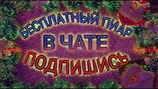 Вечерний стрим. Взаимка. Пиар за лайк и подписку. Рулетка. Пиар в чате! Бесконечный стрим.