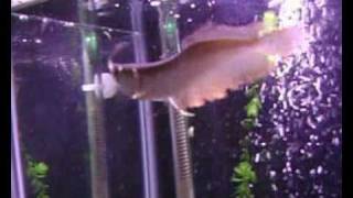 AROWANA EATING ANOTHER AROWANA