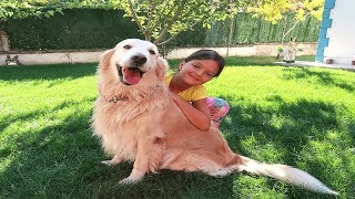 Masal'ın Akıllı Köpeği Gold Eğitim de! Smart Dog training , Family Fun KİDS Video
