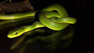 Serpiente verde come grillos o áspera