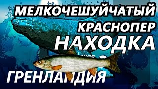 Находка - Красноперка - отдых / рыбалка 2016 мелкочешуйчатый краснопер / красноперка дальневосточная