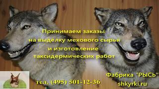 Таксидермическая работа - чучело головы волка