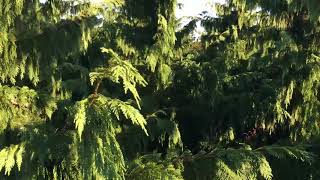 Chamaecyparis nootkatensis ‘Pendula'
