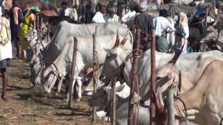Ghati Subramanya : Famous cattle fair in south India