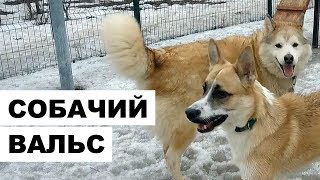 Собачий вальс или Когда собаки танцуют