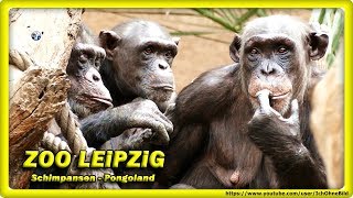 ? ZOO LEiPZiG • Schimpansen - Pongoland / Animals - Chimpanzees - шимпанзе - Monkeys - Travel