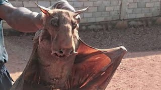 Гибриды Животных, Которые Выглядят Как не с Нашей Планеты