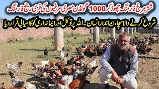 Free Range Golden Mirsi Hen Farming in Punjab | Earn Money from Poultry Farming | Desi Hen Farming